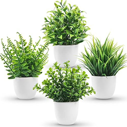 Best Plants for Kitchen