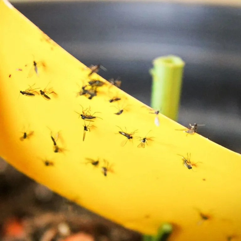 How Can I Get Rid of Gnats in My Kitchen