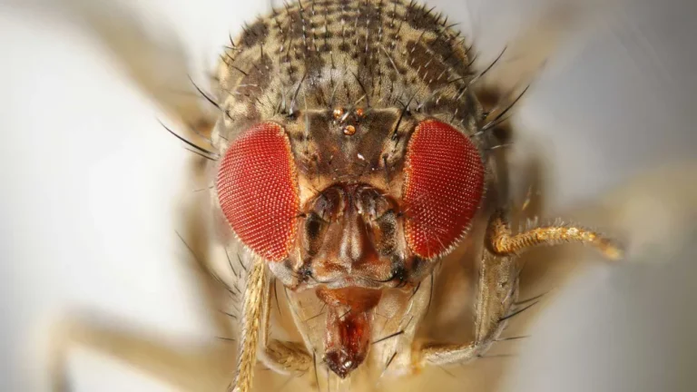 How Do I Get Rid of Gnats in the Kitchen