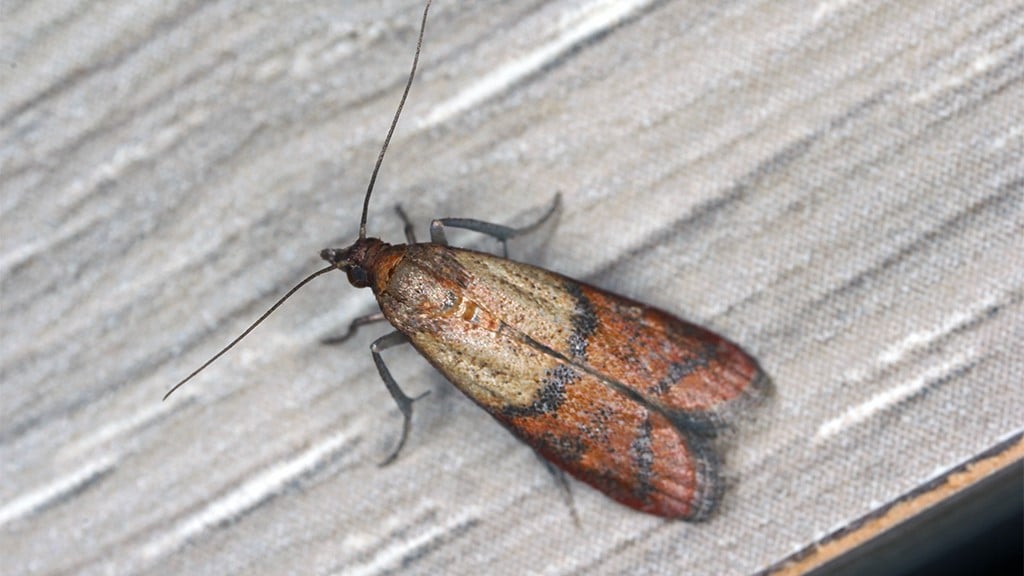 How Do You Get Rid of Kitchen Moths