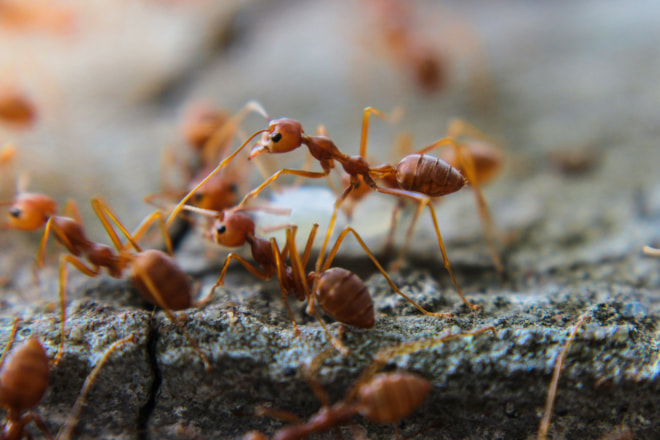 How Do You Get Rid of Tiny Ants in Kitchen