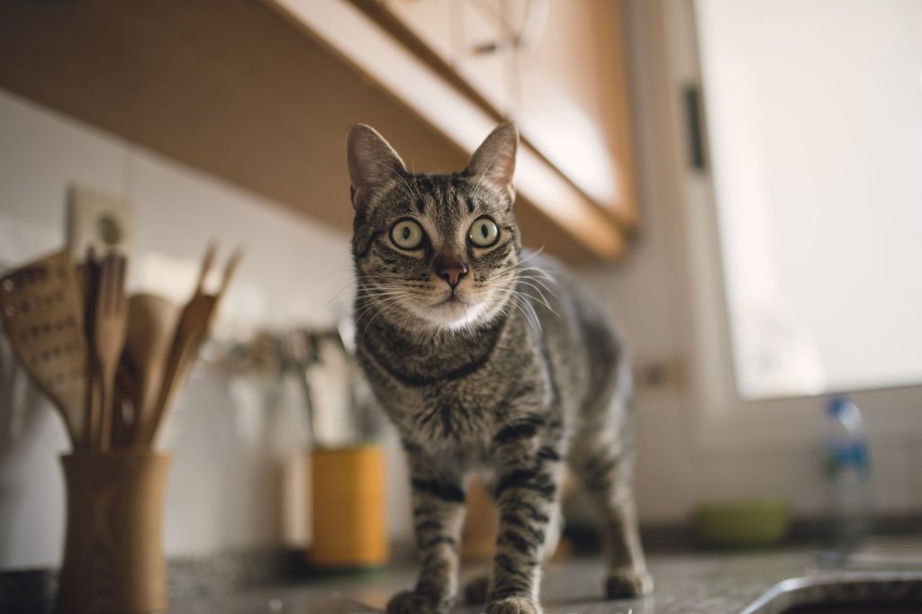 How Do You Keep Cats off Kitchen Counters