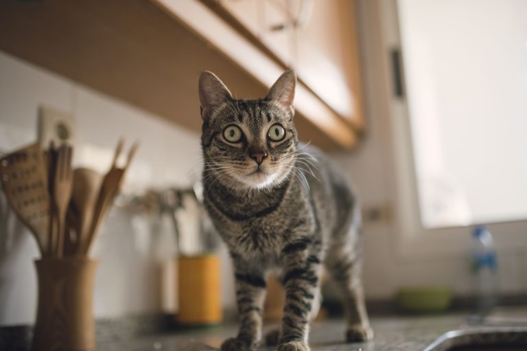 How Do You Keep Cats off Kitchen Counters