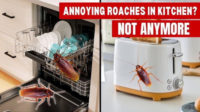 How to Get Rid of Cockroaches in Kitchen Home Remedies