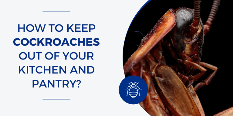 How to Get Rid of Cockroaches in Kitchen Permanently