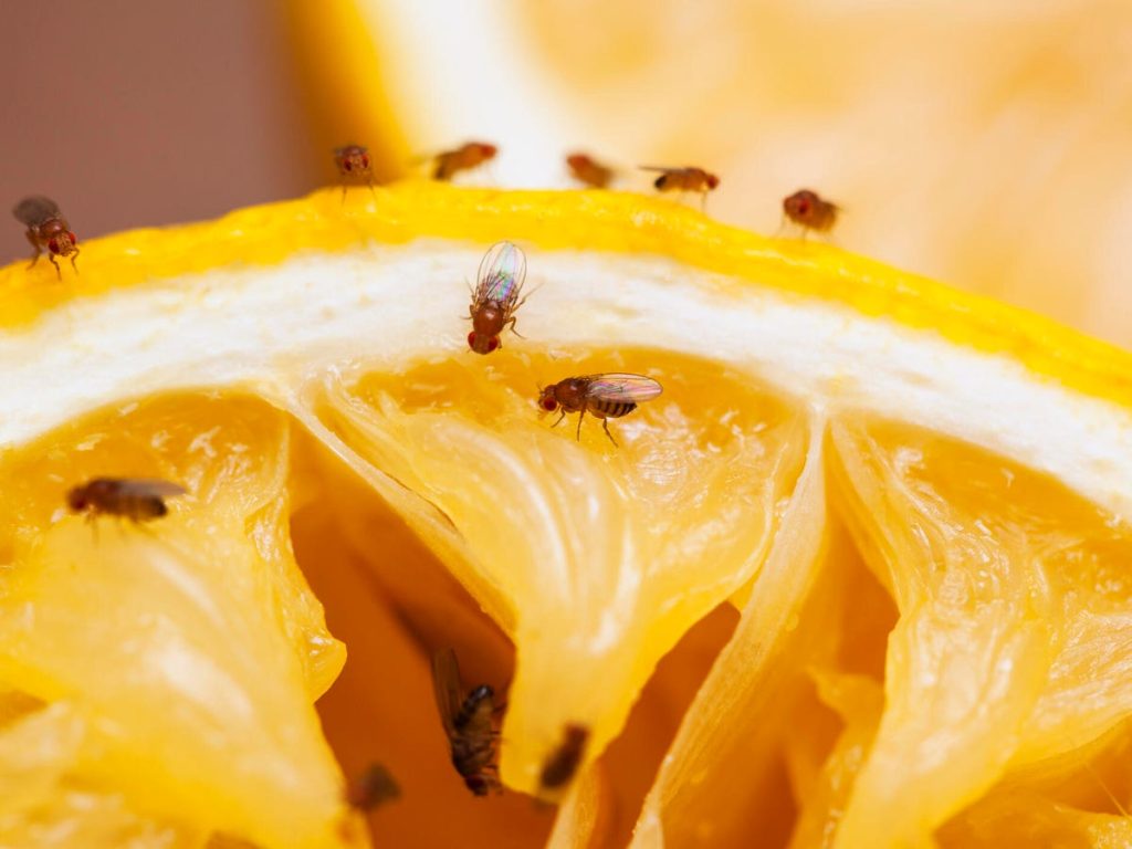 How to Get Rid of Small Flying Insects in Kitchen