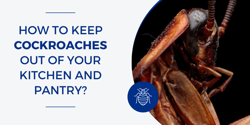 How to Remove Cockroaches from Kitchen: Proven Strategies
